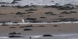 Little Egret, Dumbarton, Clyde