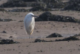 Little Egret, Dumbarton, Clyde