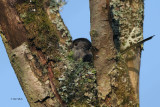 Long-tailed Tit nest building, RSPB Baron's Haugh, Clyde