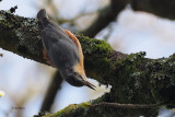 Nuthatch, Dalzell Woods-Motherwell, Clyde
