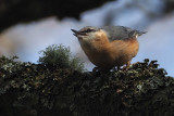 Nuthatch, Dalzell Woods-Motherwell, Clyde