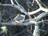 Willow Tit