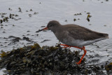 Redshank, Cardwell Bay-Gourock, Clyde