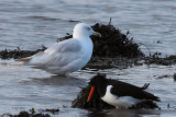 Herring Gull (leucistic), Parklea-Port Glasgow, Clyde