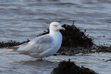 Herring Gull (leucistic), Parklea-Port Glasgow, Clyde