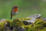 Robin, Longhaugh Point, Clyde