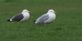 Lesser Black-backed and Herring Gull, Port Glasgow, Clyde