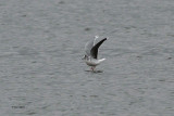 Little Gull, Cardwell Bay-Gourock, Clyde