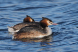 Great Crested Grebe pair, Hogganfield Loch, Glasgow