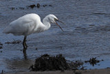 Little Egret, Gruggies Burn-Dumbarton, Clyde