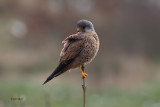 Kestrel, Overtoun Glen, Clyde