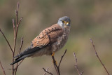 Kestrel, Overtoun Glen, Clyde