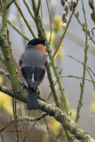 Bullfinch, RSPB Baron's Haugh, Clyde
