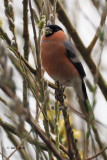 Bullfinch, RSPB Barons Haugh, Clyde