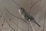 Grasshopper Warbler, Low Mains-Loch Lomond NNR, Clyde