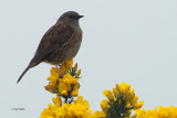 Dunnock, Ring Point-RSPB Loch Lomond, Clyde