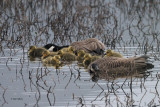 Canada Geese, Ring Point-RSPB Loch Lomond, Clyde