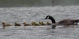 Canada Geese, Ring Point-RSPB Loch Lomond, Clyde
