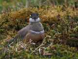 Dotterel, Lowther Hill, Clyde