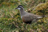 Dotterel, Lowther Hill, Clyde