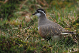 Dotterel, Lowther Hill, Clyde