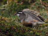 Dotterel, Lowther Hill, Clyde