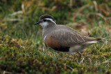Dotterel, Lowther Hill, Clyde