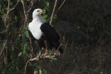 African Fish Eagle, Tarangire NP