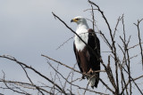 African Fish Eagle, Lake Manyara NP