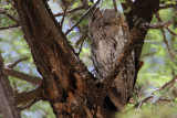 African Scops Owl, Tarangire Safari Lodge