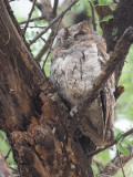 African Scops Owl, Tarangire Safari Lodge
