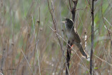 Grasshopper Warbler, Low Mains-Loch Lomond NNR, Clyde