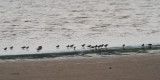 Dunlin, Ring Point-RSPB Loch Lomond, CLyde