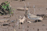 Little Ringed Plover, Ring Point-RSPB Loch Lomond, CLyde