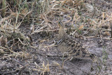 Black-faced Sandgrouse, Tarangire NP