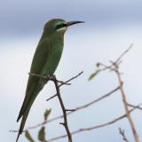 Blue-cheeked Bee-eater, Tarangire NP
