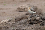 Wheater, RSPB Loch Lomond, Clyde