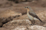 Wheater, RSPB Loch Lomond, Clyde