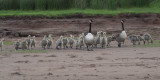 Canada Geese, RSPB Loch Lomond, Clyde