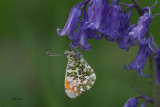 Orangetip, RSPB Loch Lomond, Clyde