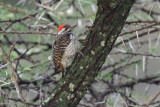 Cardinal Woodpecker, Ndutu Lodge area