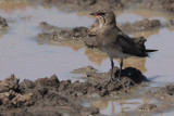 Collared Pratincole