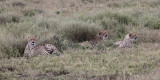 Cheetah, Ndutu-Serengeti