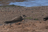 Sand Martin, Ring Point-RSPB Loch Lomond, Clyde