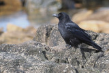 Carrion Crow, Fife Ness