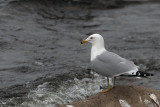Ring-billed Gull, Perthshire