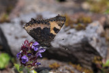 Small Tortoiseshell, Burncrooks Reservoir