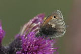 Small Heath, Burncrooks Reservoir