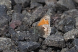 Small Heath, Burncrooks Reservoir