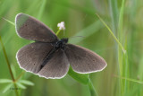 Ringlet, Burncrooks Reservoir